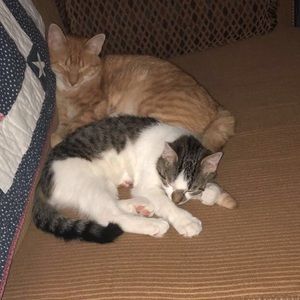 Meet your Posher, Hannah